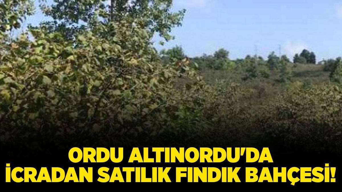 Ordu Altnordu'da icradan satlk fndk bahesi!