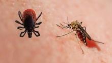 Yntem belli oldu: Sivrisinek ve keneden kurtulmann kolay yolu! Oysa bu kadar basitmi
