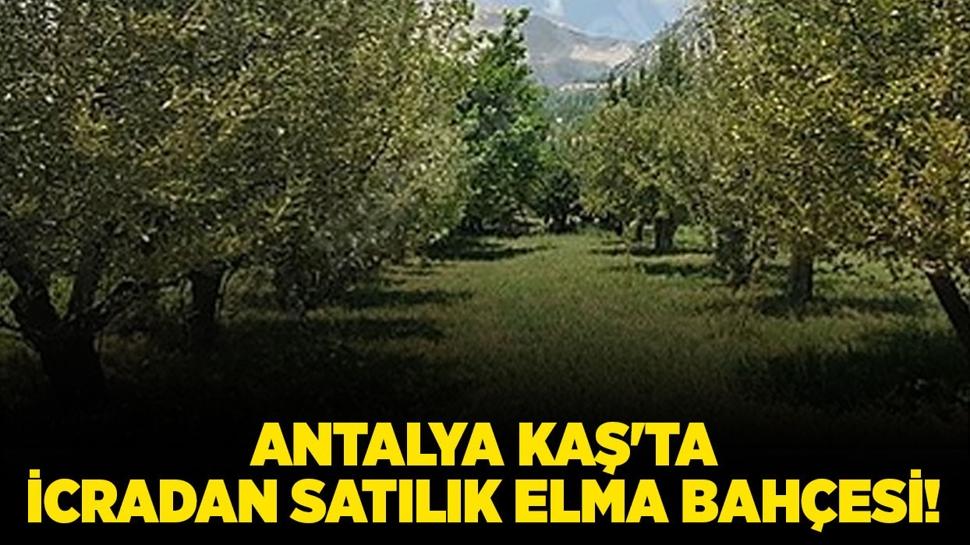 Antalya Kaş'ta icradan satılık elma bahçesi!