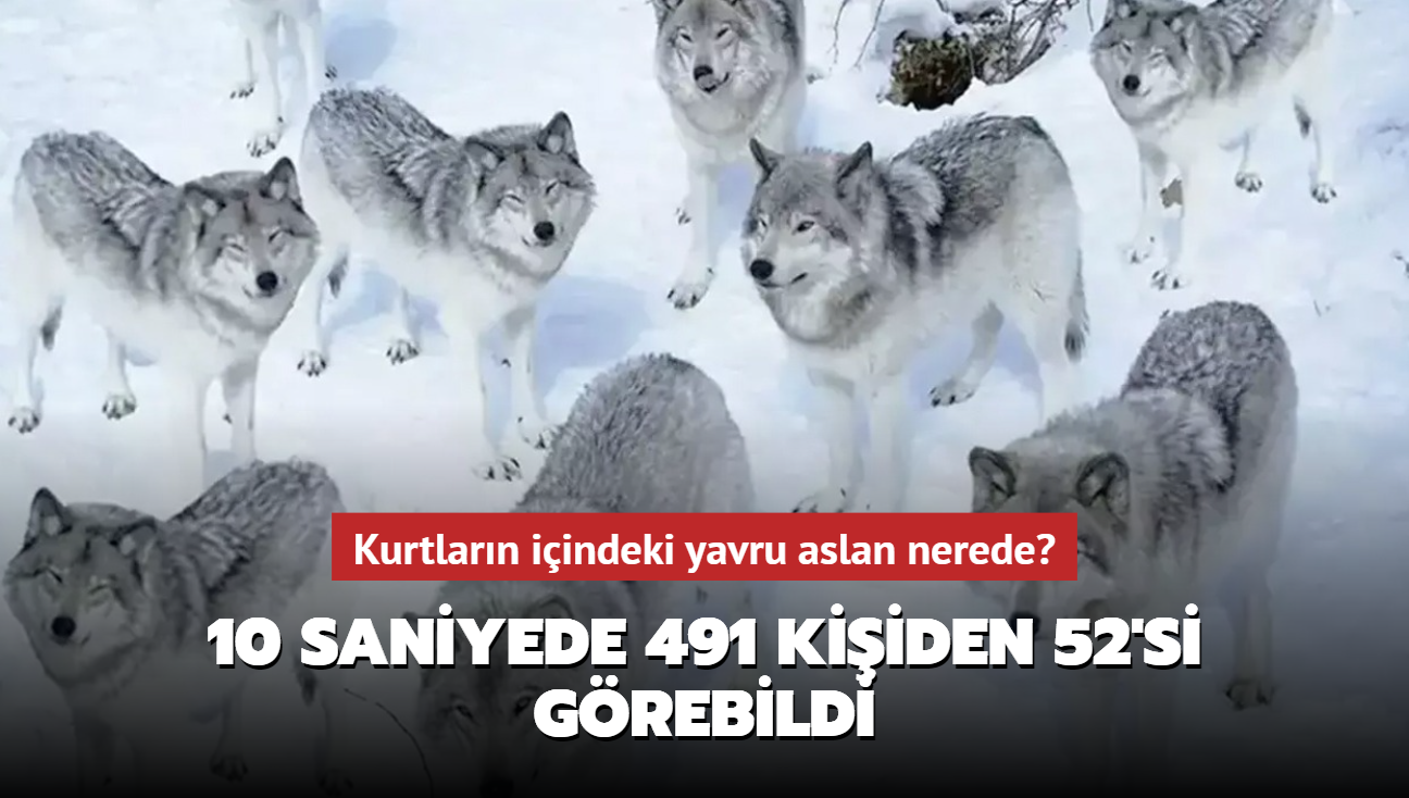 Zeka testi: Kurtlarn iindeki yavru aslan nerede" 10 saniyede Galatasarayllar bile bulamad...
