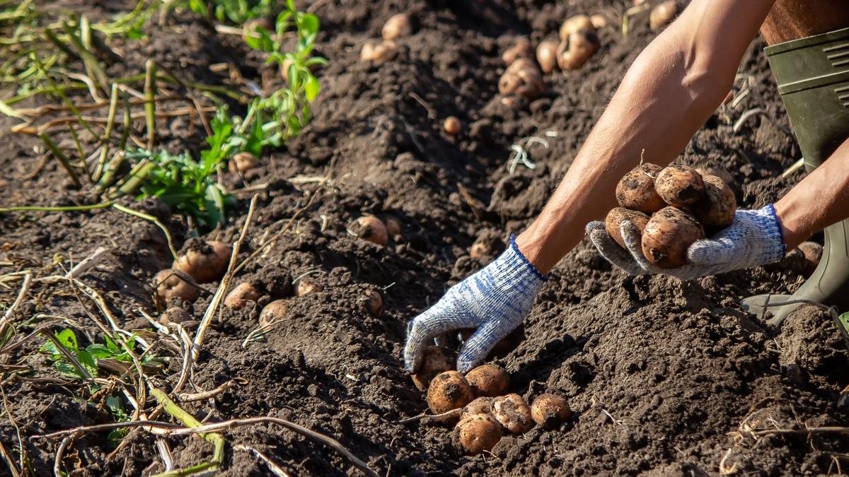 Vakti geldi! Patates nasl ekilir" Patatesin bceklenmemesi iin bu yntemi deneyin