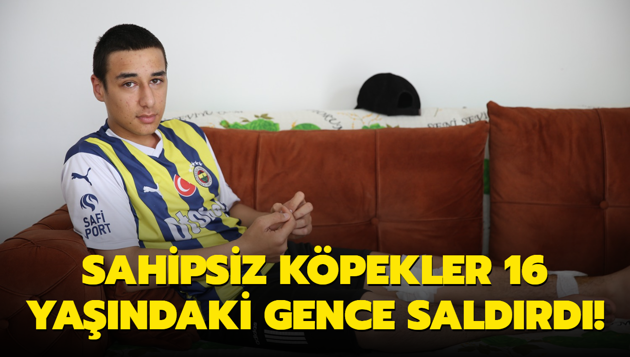 Sahipsiz kpekler 16 yandaki gence saldrd!