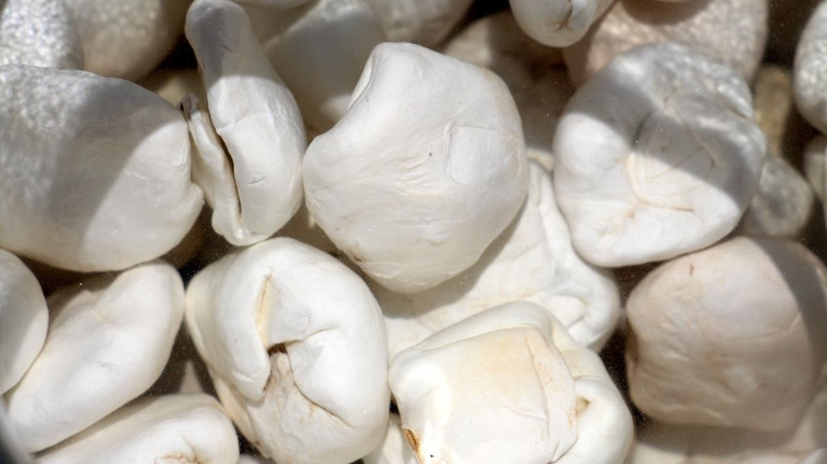 Jinsiy aloqada tola ayollar