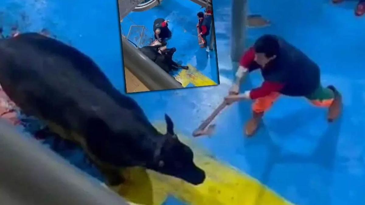 Bykba hayvana eziyet cezasz kalmad... 5 tutuklu
