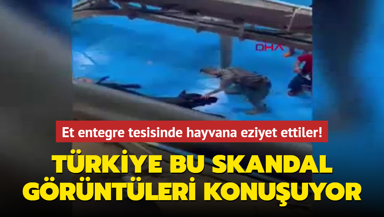 Trkiye bu skandal grntleri konuuyor... Et entegre tesisinde hayvana eziyet ettiler!