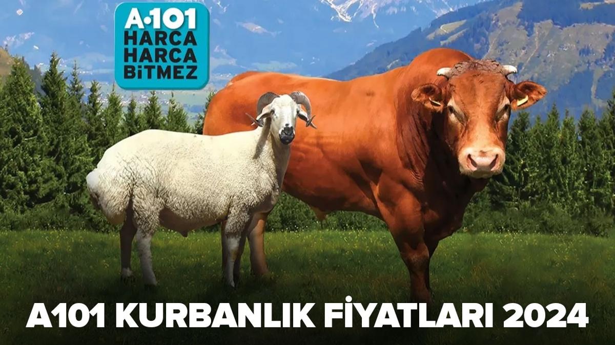 A101 kurbanlk kkba, bykba hisse fiyatlar 2024 | A101'de kurbanlk fiyatlar ne kadar"