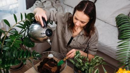 Kahve telvesi hangi tr bitkilerde kullanlr? Bahvanlarn 1 numaral yntemi