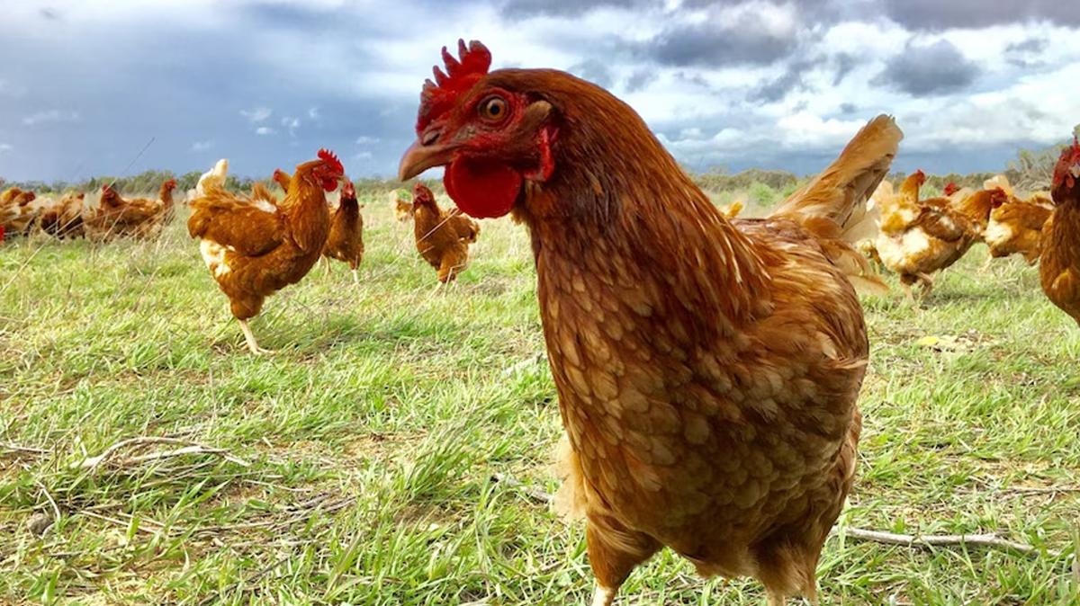 Avustralya'da ku gribi alarm! Yz binlerce tavuk itlaf edilecek