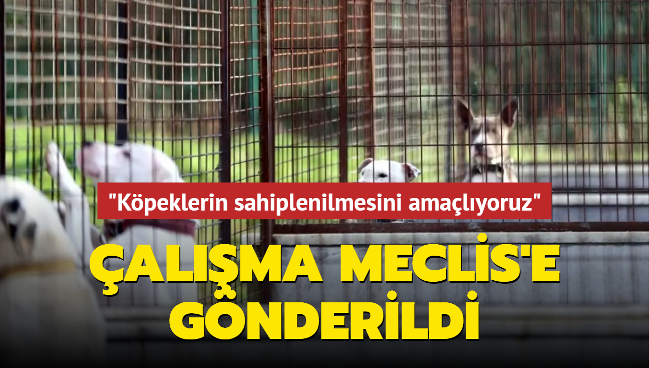 alma Meclis'e gnderildi... 'Kpeklerin sahiplenilmesini amalyoruz'