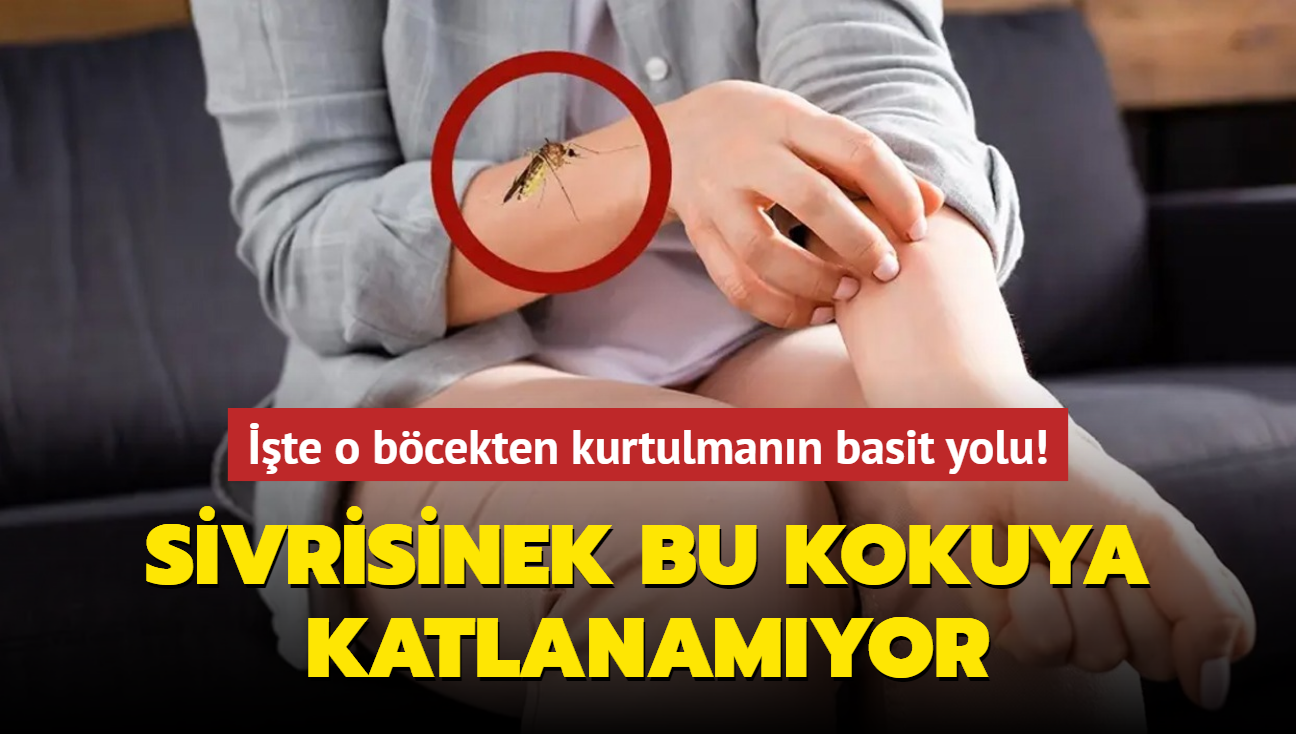 Sivrisinek bu kokuya katlanamyor! te o bcekten kurtulmann basit yolu