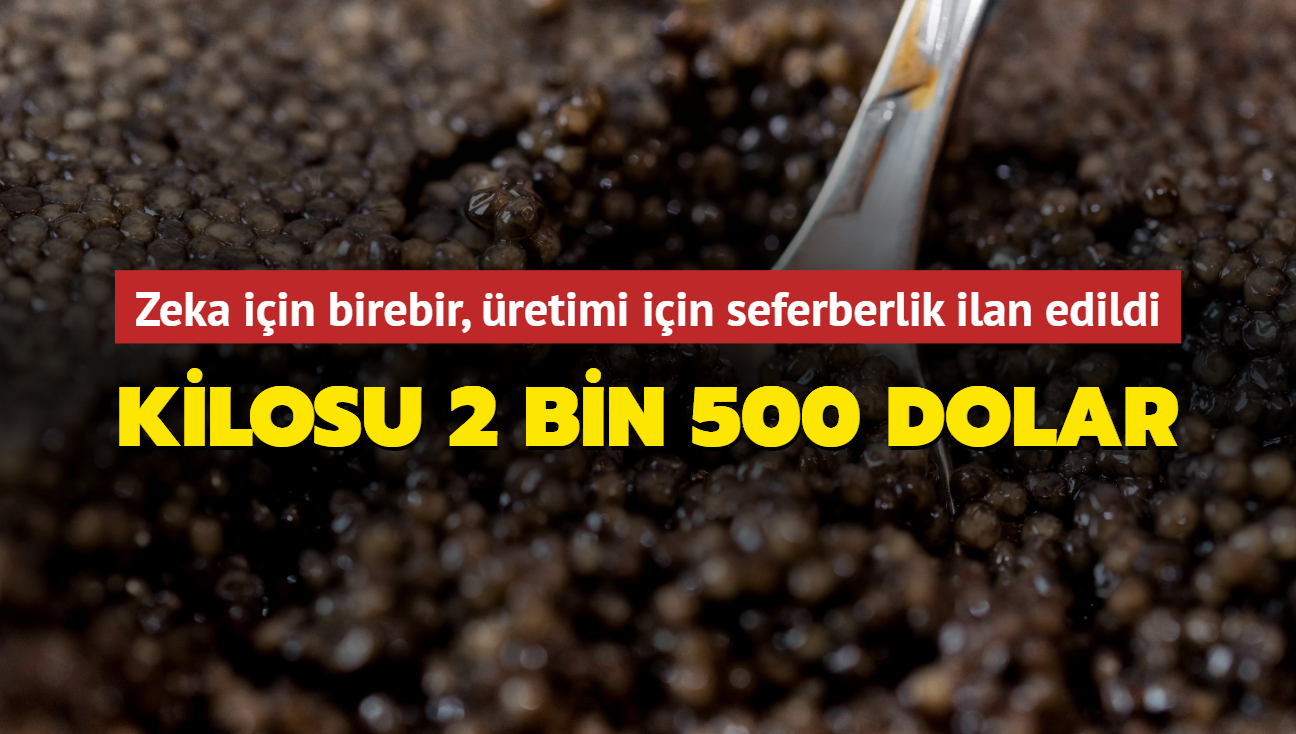 Kilosu 2 bin 500 dolar! Zeka iin birebir, retimi iin seferberlik ilan edildi