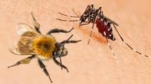 zm belli oldu: Sivrisinek ve ardan kurtulmann basit yollar! Oysa bu kadar kolaym