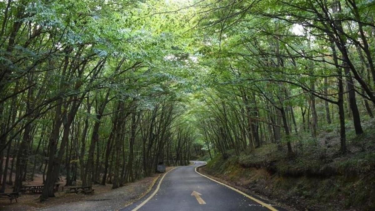 stanbul'da ormanlk alanlara giri kstland