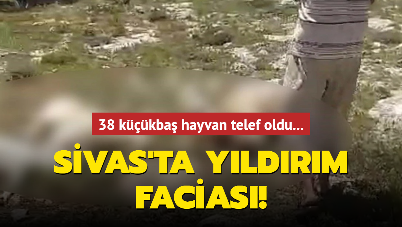 Sivas'ta yldrm facias: 38 kkba hayvan telef oldu