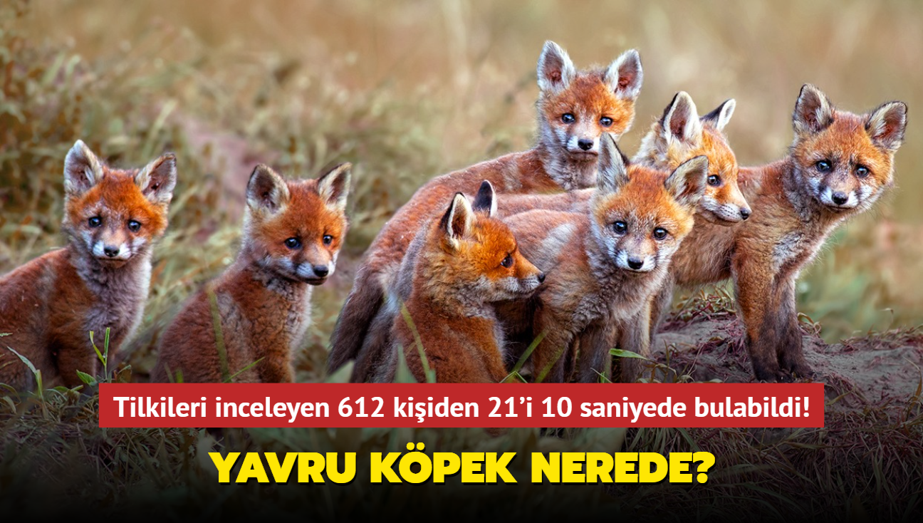 Zeka testi: Yavru kpek nerede" Tilkileri inceleyen 612 kiiden 21'i 10 saniyede bulabildi...