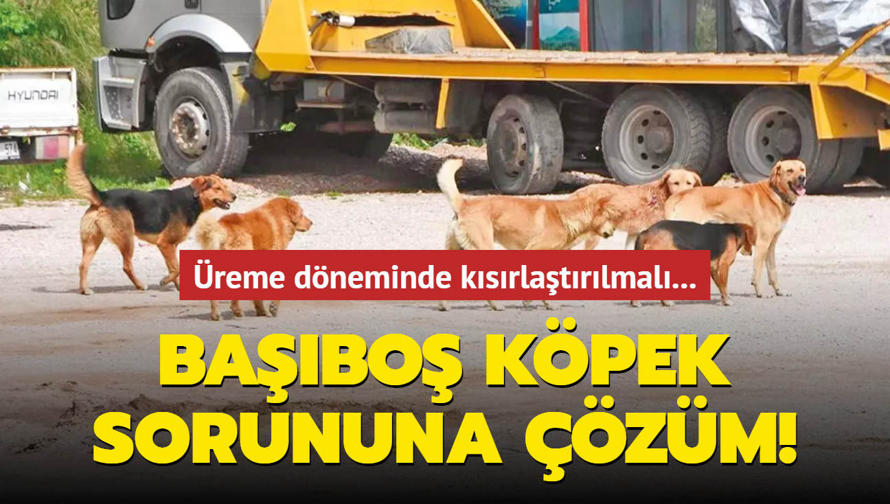 Babo kpek sorununa zm! reme dneminde ksrlatrlmal