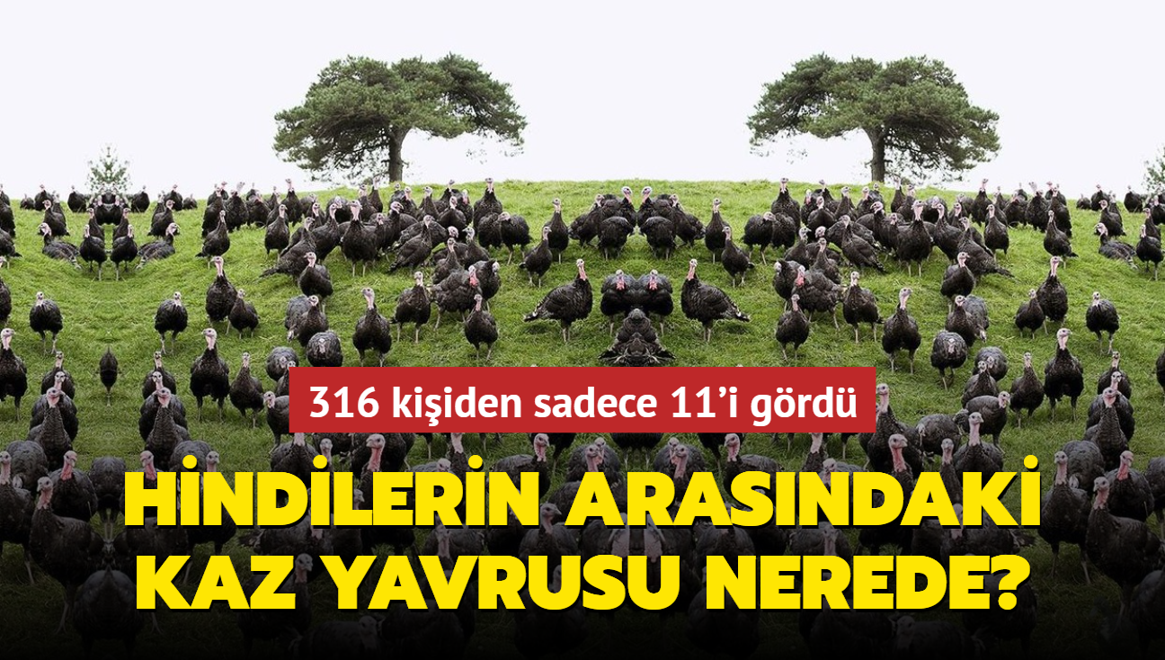 Zeka testi: Hindilerin arasndaki kaz yavrusu nerede" 316 kii bakt, sadece 11'i grd