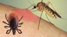 Herkes aratryordu: Kene ve sivrisinekten kurtulmann yollar ortaya kt!