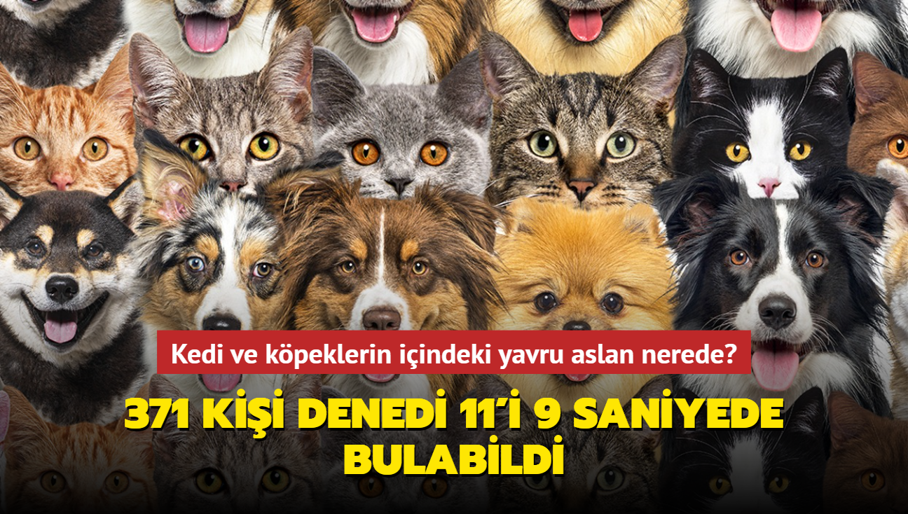 Zeka testi: Kedi ve kpeklerin iindeki yavru aslan nerede" 371 kii denedi 11'i 9 saniyede bulabildi