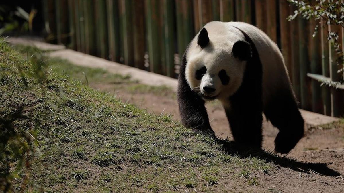 in'de bir panda yetitirme merkezi, uygunsuz davranlar nedeniyle 12 turiste ambargo uygulad