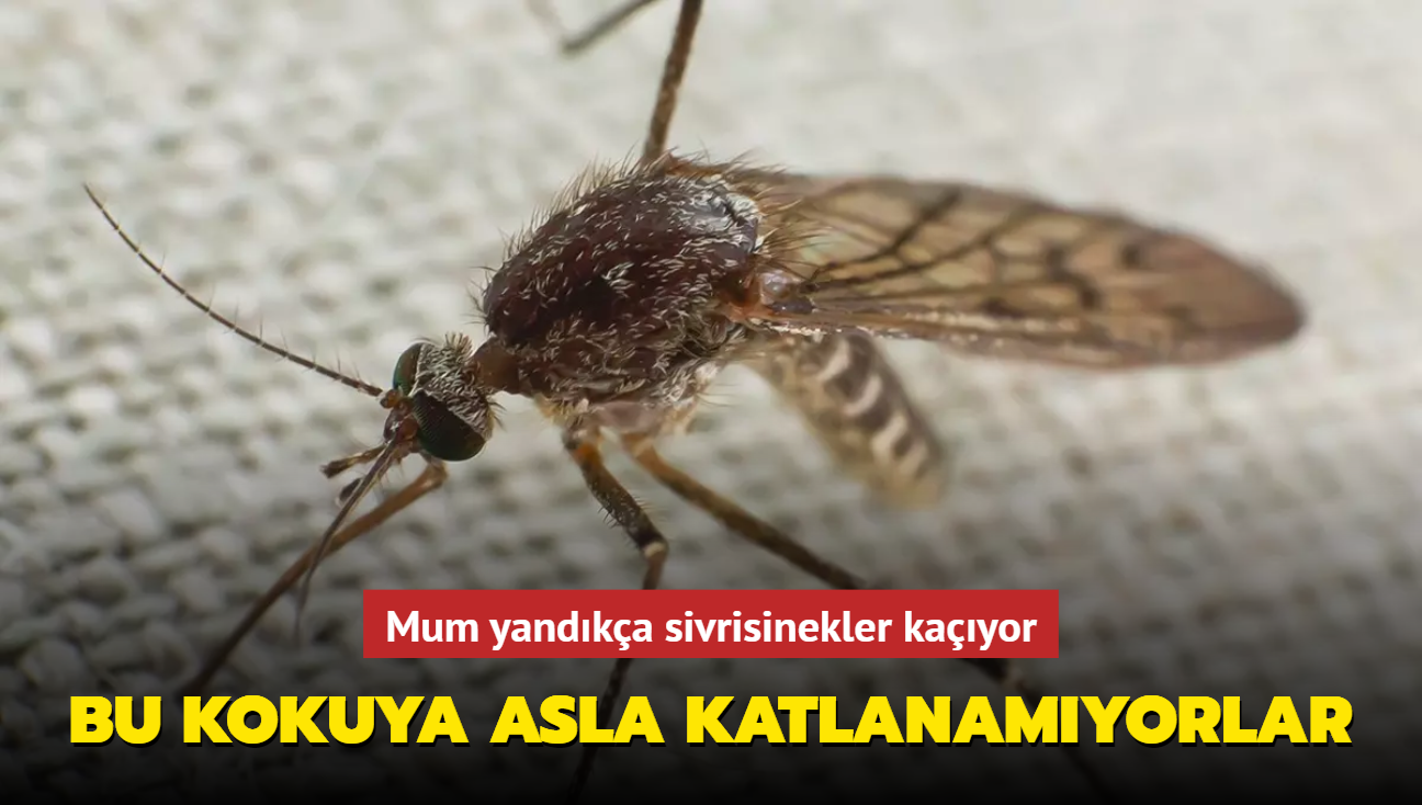 Mum yandka sivrisinekler kayor! Kokusuna katlanamyorlar