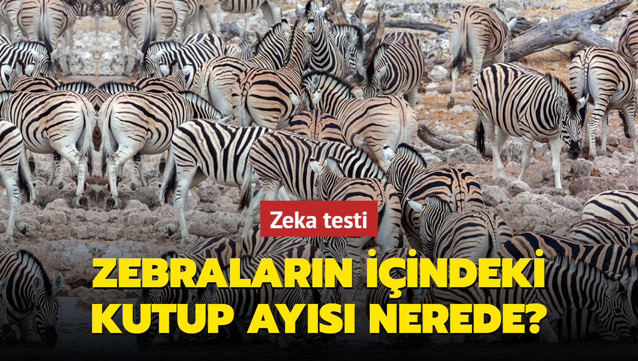 Zeka testi! Zebralarn iindeki kutup aysn veterinerler bile zor bulabildi 