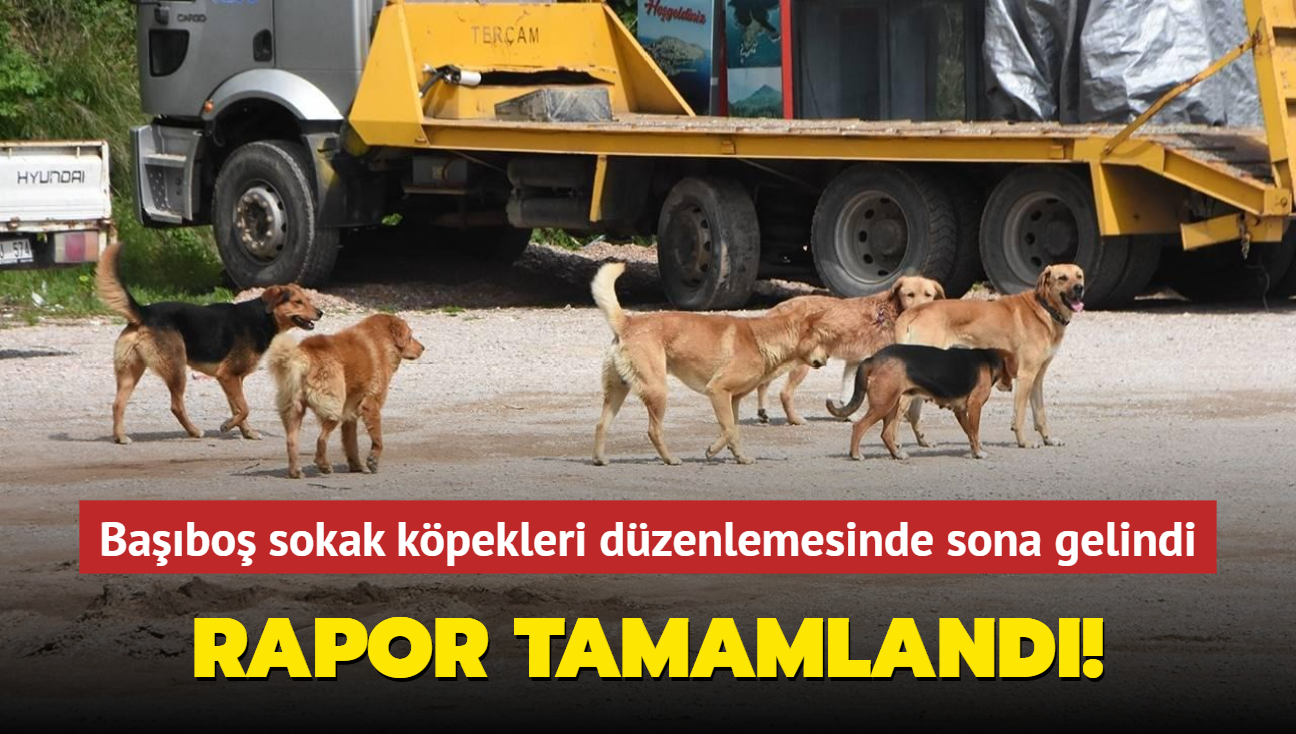 Babo sokak kpekleri dzenlemesinde sona gelindi! AK Parti raporu tamamlad