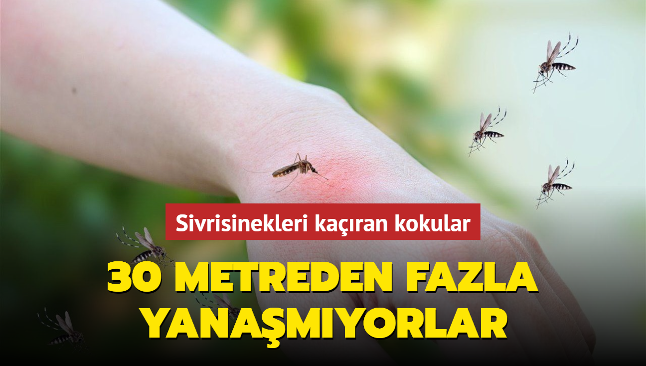 Tarn kadar etkili! Sivrisinekleri kartan kokular, 30 metreden fazla yanamyorlar