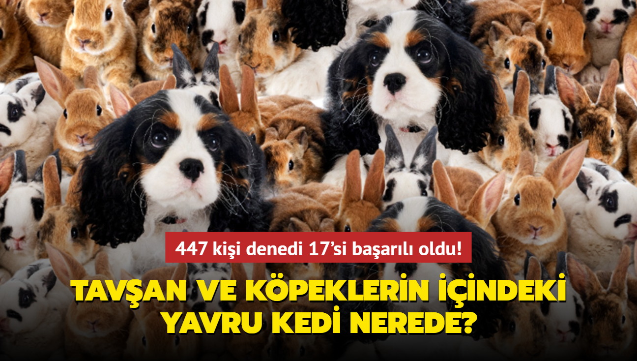 Zeka testi: Tavan ve kpeklerin iindeki yavru kedi nerede" 447 kii denedi 17'si baarl oldu...