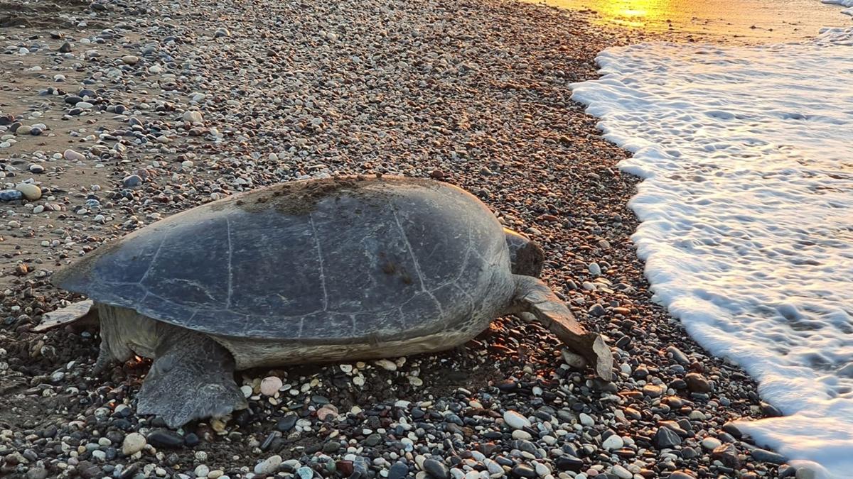 Mersin sahillerinde deniz kaplumbaas heyecan