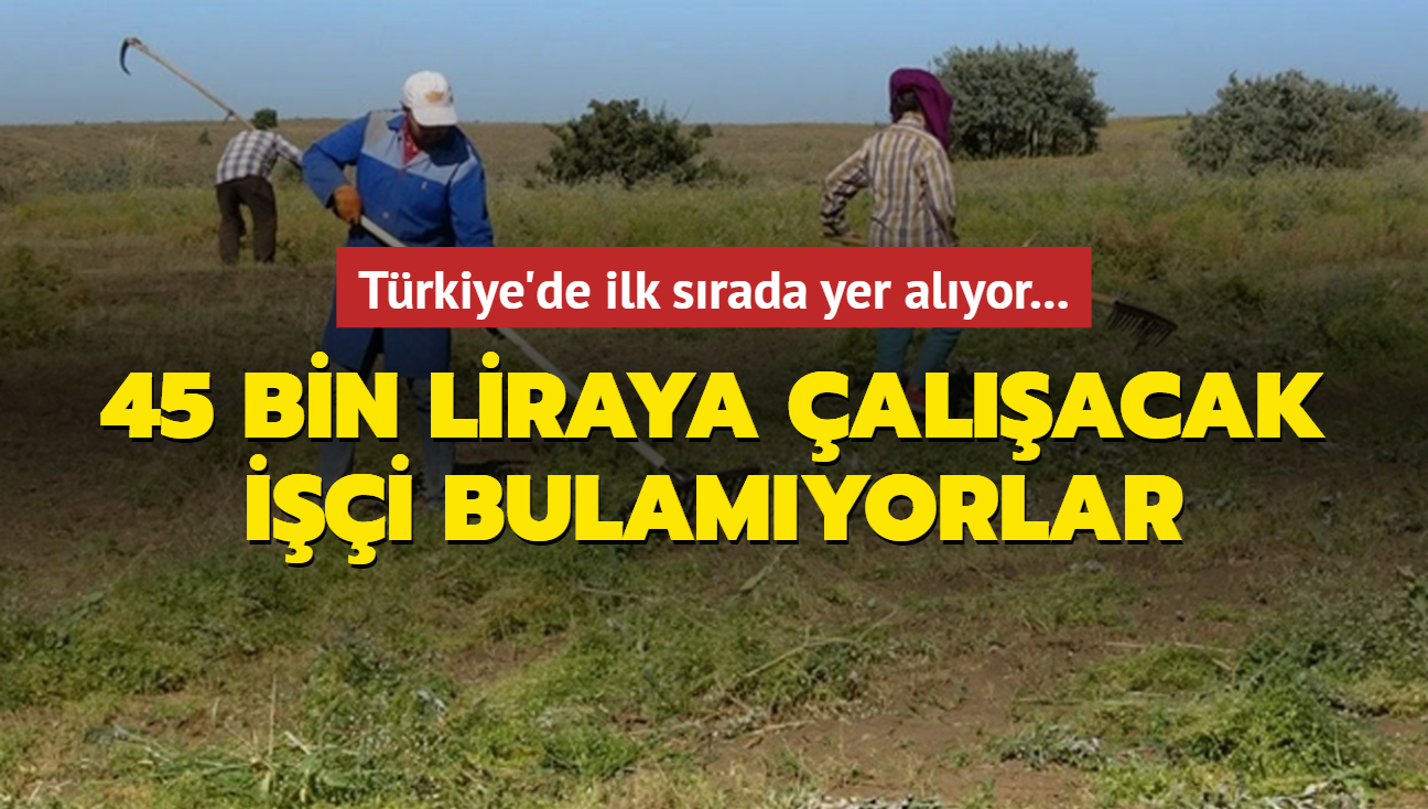 Trkiye'de ilk srada yer alyor: 45 bin liraya alacak ii bulamyorlar