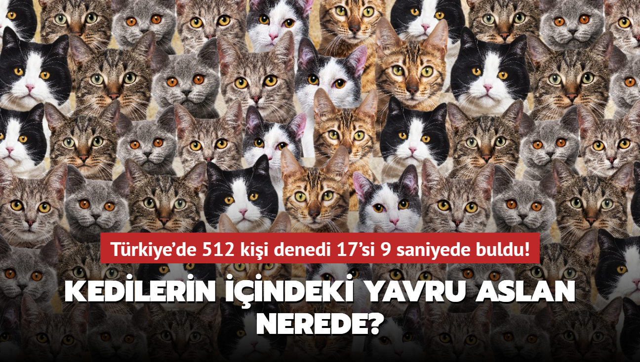 Zeka testi: Kedilerin iindeki yavru aslan nerede" Trkiye'de 512 kii denedi 17'si 9 saniyede buldu