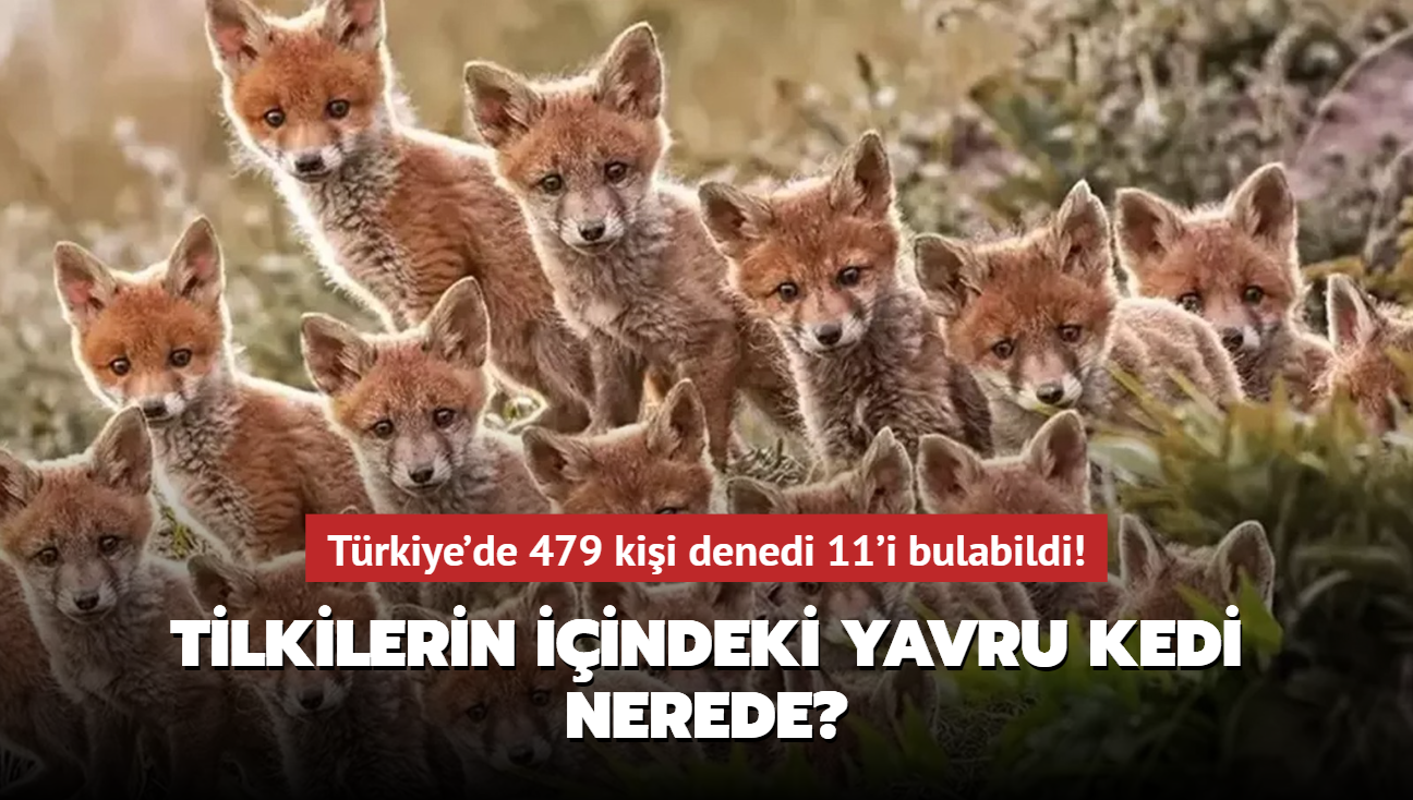 Zeka testi: Tilkilerin iindeki yavru kedi nerede" Trkiye'de 479 kii denedi 11'i bulabildi