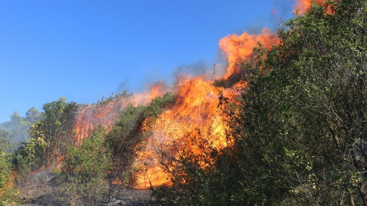 Manisa Kula'da orman yangn