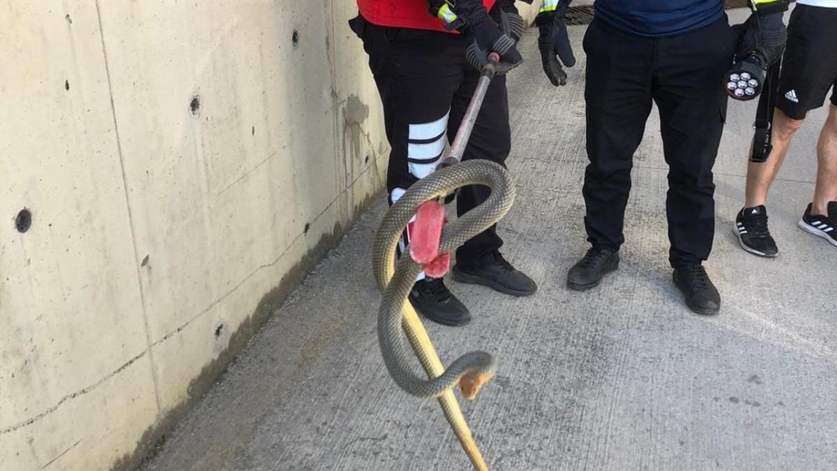 Zonguldak'ta korkutan grntler! Otoparktan 2 metrelik ylan kt