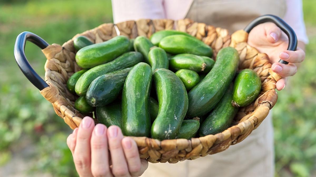 Salatalklar byle saklayn! Burumas kolayca nleniyor