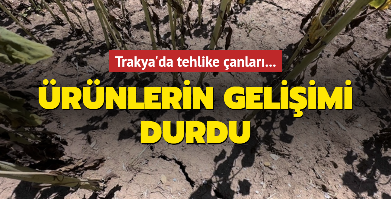 Edirne'de tehlike anlar: rnlerin geliimi durdu