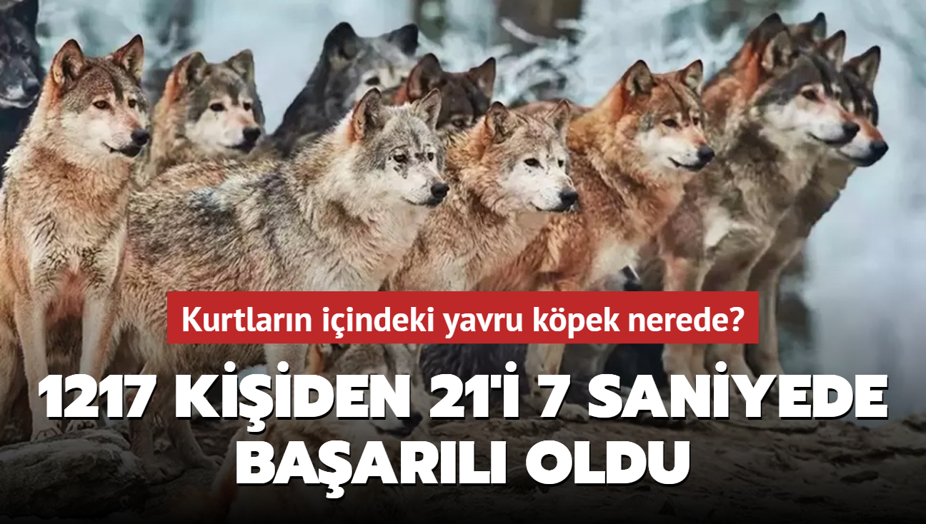 Zeka testi: Kurtlarn iindeki yavru kpek nerede" 1217 kiiden 21'i 7 saniyede baarl oldu...