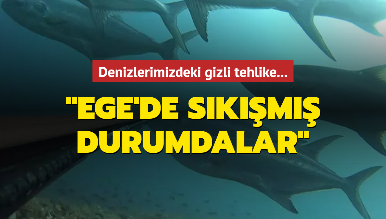 Denizlerimizdeki gizli tehlike: Ege'de skm durumdalar