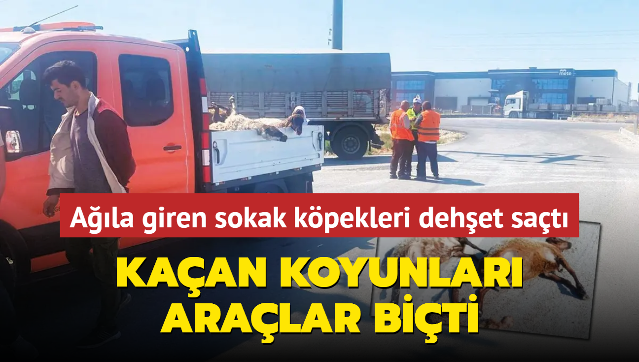 Kpeklerden kaan koyunlar aralar biti