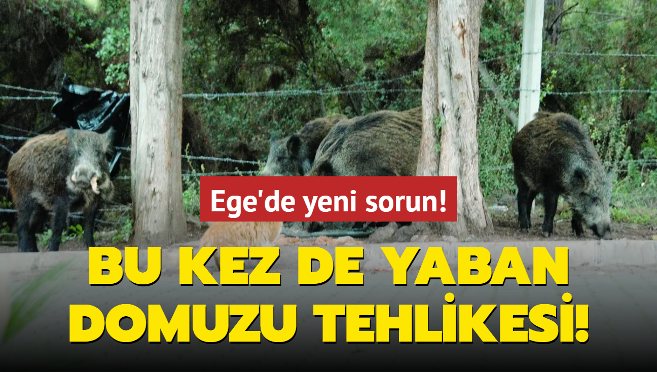 Bu kez de yaban domuzu tehlikesi! Marmaris sokaklarnda dolayorlar