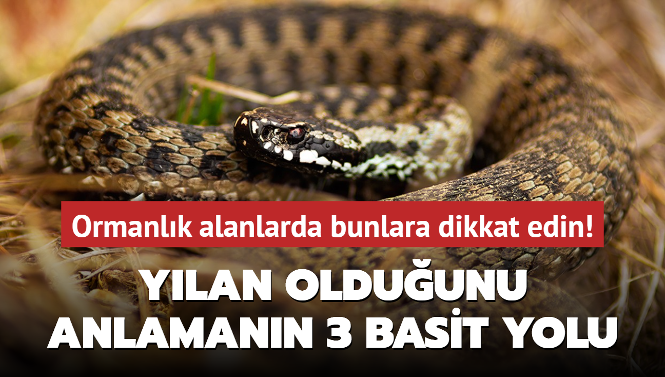 Ylan olduunu anlamann 3 basit yolu! Ormanlk alanlarda bunlara dikkat edin