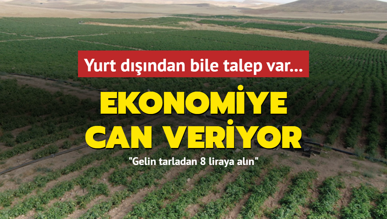 Yurt dndan bile talep var... Ekonomiye can veriyor: Gelin tarladan 8 liraya aln