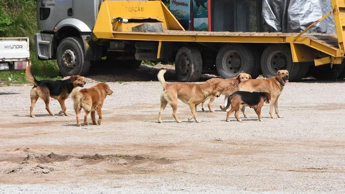 Sahipsiz kpekler 6 kkba hayvan telef etti