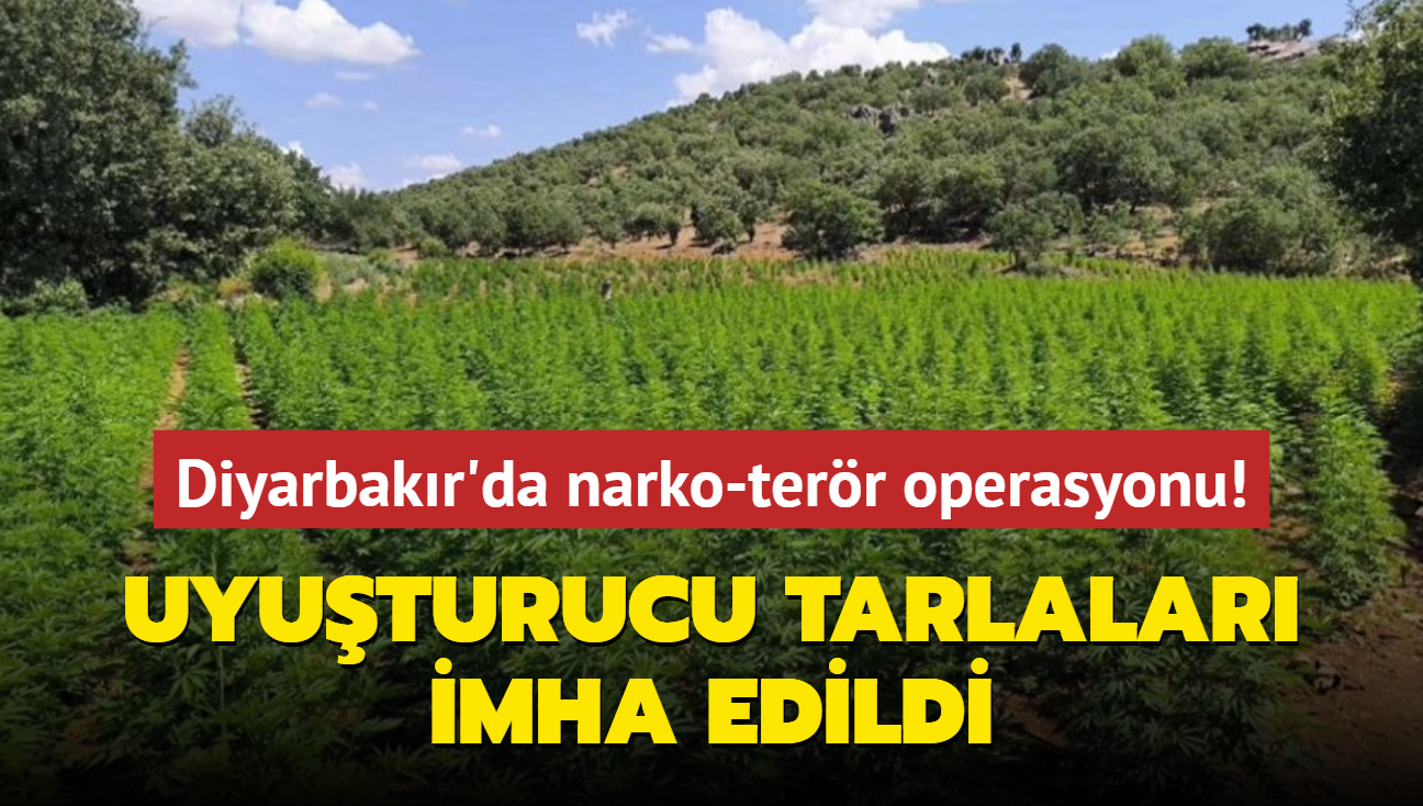 Uyuturucu tarlalar imha edildi... Diyarbakr'da narko-terr operasyonu!