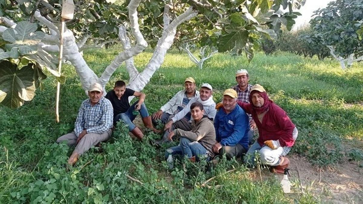 En kalitelisi Aydn'da retiliyor! ncir hasad balad