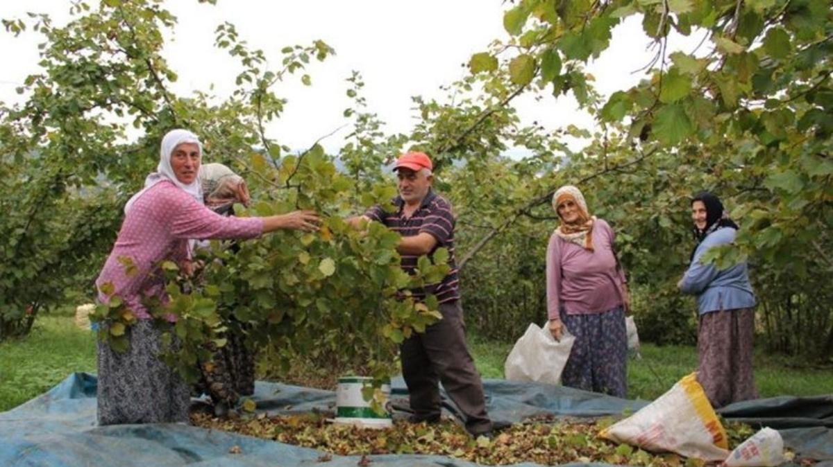 Trabzon'da fndk hasad balyor