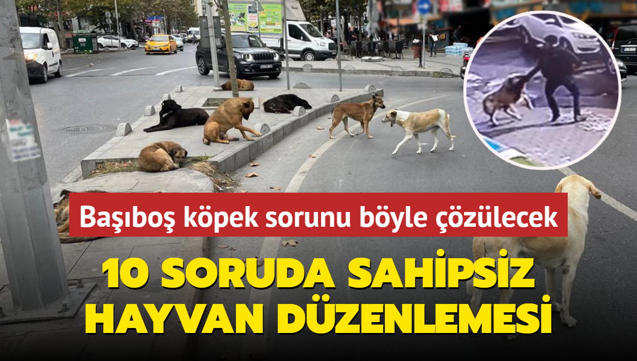 10 soruda sahipsiz hayvan dzenlemesi... Babo kpek sorunu byle zlecek