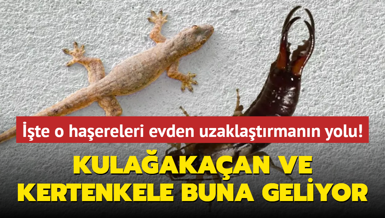 Kulaakaan ve kertenkele buna geliyor! te o haereleri evden uzaklatrmann yolu