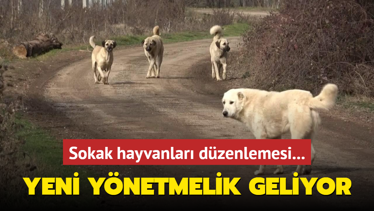 Sokak hayvanlar dzenlemesi... Yeni ynetmelik geliyor